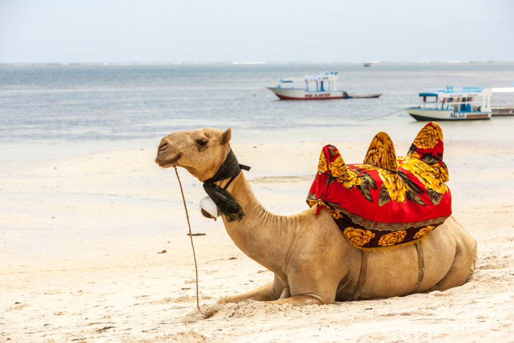 The Golden City Jaisalmer " Famous Place in Rajasthan