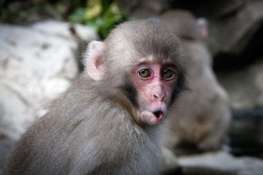 snow Monkey - Best iconic Place in Japan